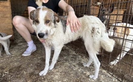 Zita hat Potential zur Traumhündin