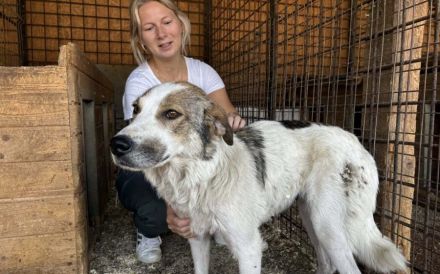 Zita hat Potential zur Traumhündin