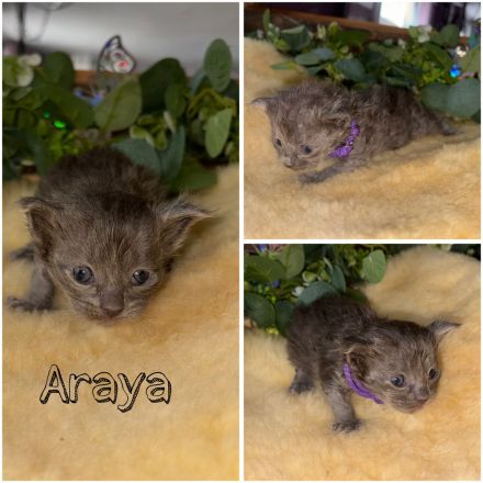 Maine Coon Kitten XXL Gene