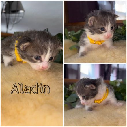 Maine Coon Kitten XXL Gene