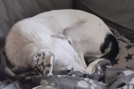 Miles sucht sein Für-Immer-Zuhause Standort: 74931 Lobbach