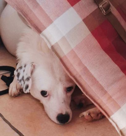 Miles sucht sein Für-Immer-Zuhause Standort: 74931 Lobbach