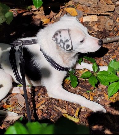 Miles sucht sein Für-Immer-Zuhause Standort: 74931 Lobbach