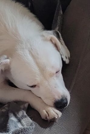 Miles sucht sein Für-Immer-Zuhause Standort: 74931 Lobbach