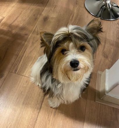 Wertvolle männliche und weibliche Biewer Terrier Welpen