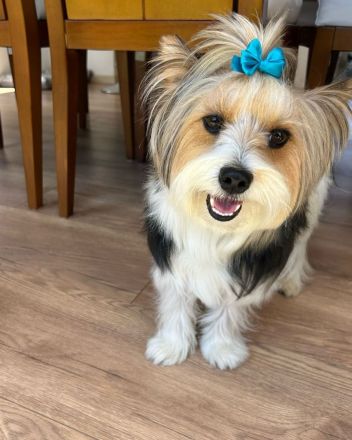 Wertvolle männliche und weibliche Biewer Terrier Welpen