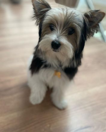 Wertvolle männliche und weibliche Biewer Terrier Welpen