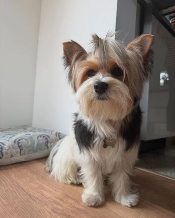 Wertvolle männliche und weibliche Biewer Terrier Welpen