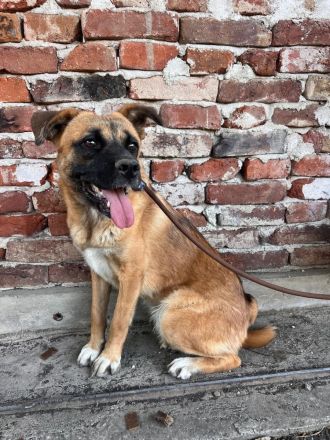 Luana- menschenbezogene Hündin sucht Ihr für immer zuhause🩷🐶