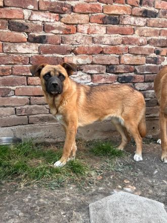 Luana- menschenbezogene Hündin sucht Ihr für immer zuhause🩷🐶