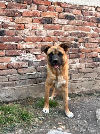 Luana- menschenbezogene Hündin sucht Ihr für immer zuhause🩷🐶