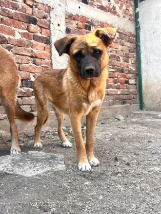 Luana- menschenbezogene Hündin sucht Ihr für immer zuhause🩷🐶