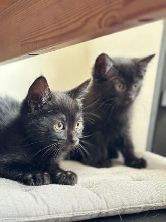 3 Kitten in liebevolle Hände abzugeben