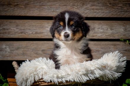 Australian Shepherd Welpen