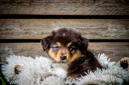 Australian Shepherd Welpen