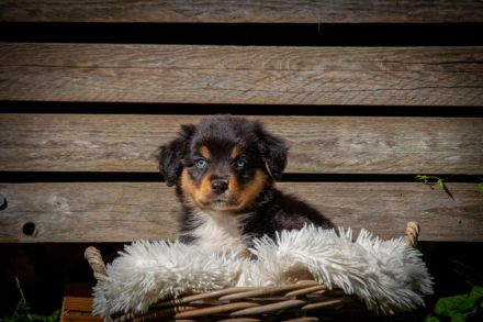 Australian Shepherd Welpen
