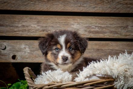 Australian Shepherd Welpen