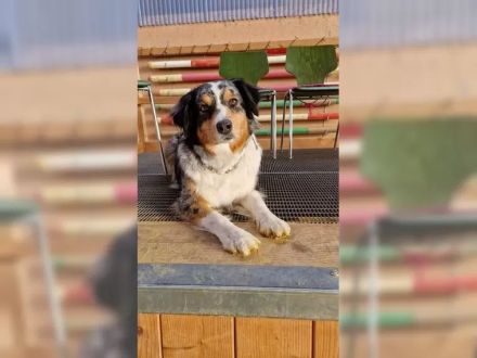 Australian Shepherd Welpen