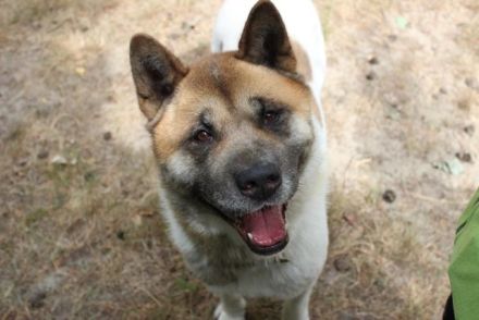 Hatschi, Akita Inu, geb. 2018, großer Teddybär sucht Haus und Hof
