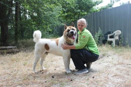 Hatschi, Akita Inu, geb. 2018, großer Teddybär sucht Haus und Hof