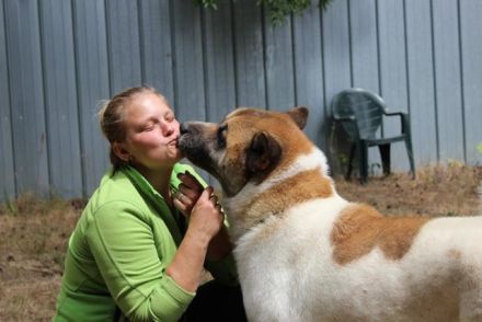 Hatschi, Akita Inu, geb. 2018, großer Teddybär sucht Haus und Hof