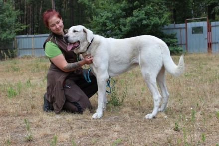 Nona, Akbash Mischling, geb. 2022, großes Mädel sucht Haus und Hof