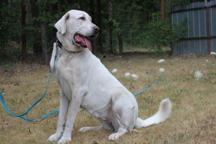 Nona, Akbash Mischling, geb. 2022, großes Mädel sucht Haus und Hof