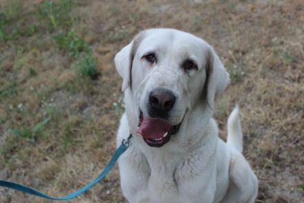 Nona, Akbash Mischling, geb. 2022, großes Mädel sucht Haus und Hof