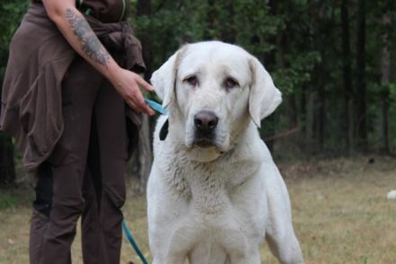 Nona, Akbash Mischling, geb. 2022, großes Mädel sucht Haus und Hof