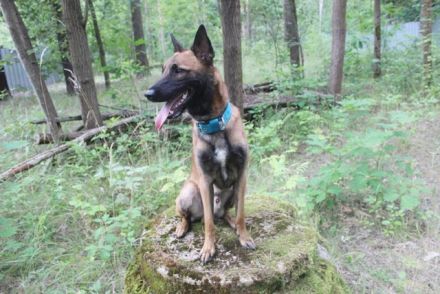 Smoky, Malinois, geb. 2024, freundlicher, aktiver Begleiter
