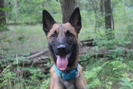 Smoky, Malinois, geb. 2024, freundlicher, aktiver Begleiter