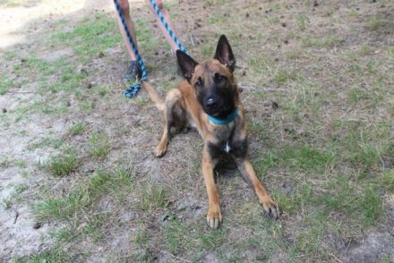 Smoky, Malinois, geb. 2024, freundlicher, aktiver Begleiter