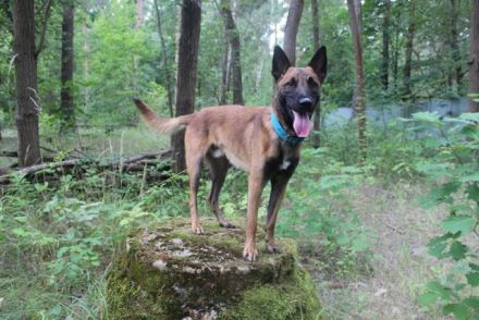 Smoky, Malinois, geb. 2024, freundlicher, aktiver Begleiter