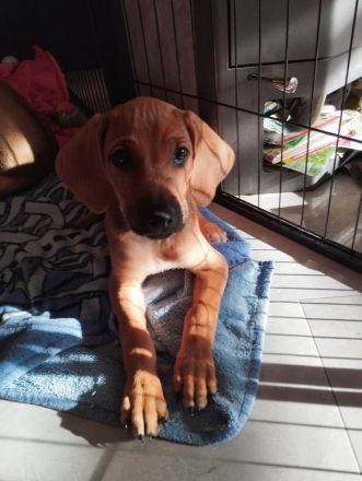 Rhodesian Ridgeback Welpen (nur noch zwei Mädchen)