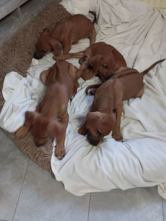Rhodesian Ridgeback Welpen (nur noch zwei Mädchen)