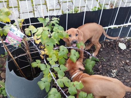 Rhodesian Ridgeback Welpen (nur noch zwei Mädchen)