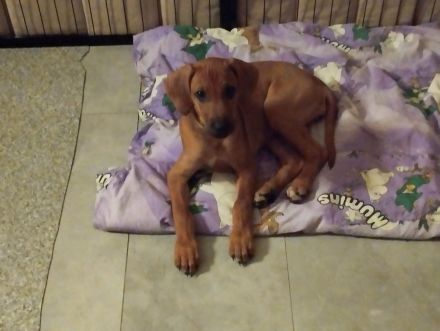 Rhodesian Ridgeback Welpen (nur noch zwei Mädchen)