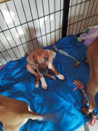 Rhodesian Ridgeback Welpen (nur noch zwei Mädchen)