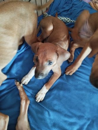 Rhodesian Ridgeback Welpen (nur noch zwei Mädchen)