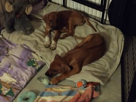 Rhodesian Ridgeback Welpen (nur noch zwei Mädchen)