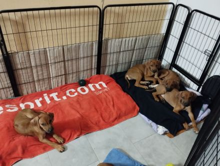 Rhodesian Ridgeback Welpen (nur noch zwei Mädchen)