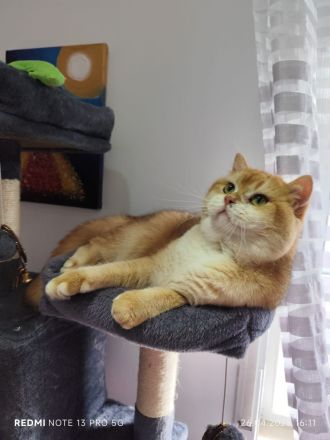 BKH Gold Shaded Farben Deckkater.