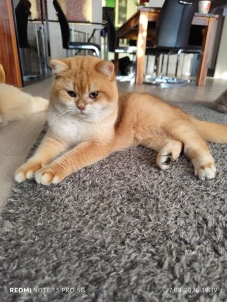 BKH Gold Shaded Farben Deckkater.