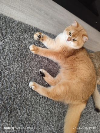 BKH Gold Shaded Farben Deckkater.