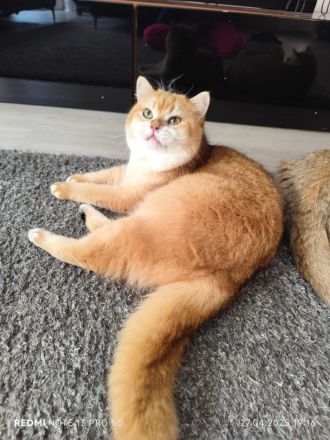 BKH Gold Shaded Farben Deckkater.