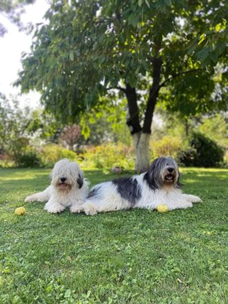 Polnischer Niederungshütehund PON