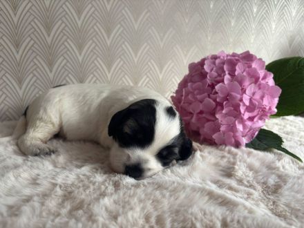 Polnischer Niederungshütehund PON