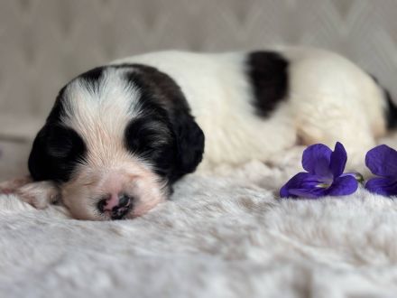 Polnischer Niederungshütehund PON