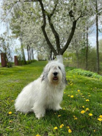 Polnischer Niederungshütehund PON