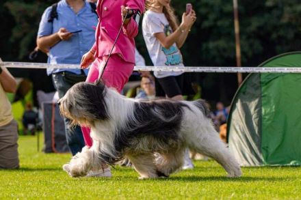 Polnischer Niederungshütehund PON